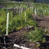 Replantación de árboles en el Urdaibai