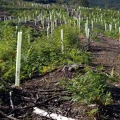 Replantación de árboles en el Urdaibai Replantación de árboles en el Urdaibai