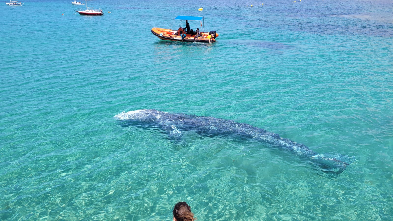 Señales del fin del mundo: La ballena varada Señales del fin del mundo: La ballena varada