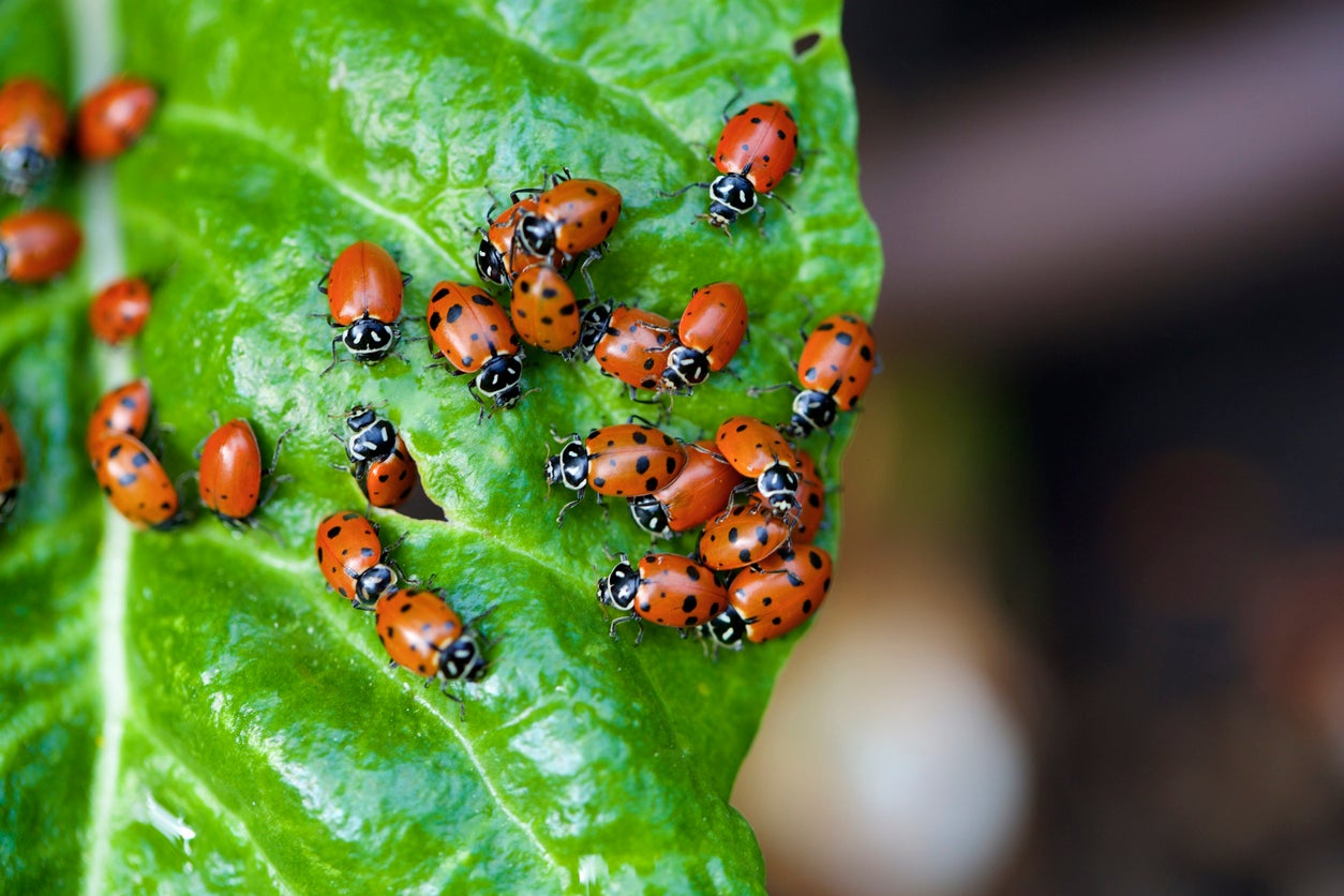Leganés libera 160.000 mariquitas, una iniciativa anti plaga ecológica para garantizar la salud de los árboles Leganés libera 160.000 mariquitas, una iniciativa anti plaga ecológica para garantizar la salud de los árboles