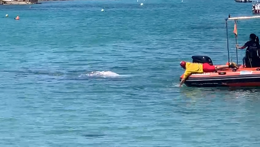 Avistan una ballena gris de cinco toneladas en Santa Ponça Avistan una ballena gris de cinco toneladas en Santa Ponça