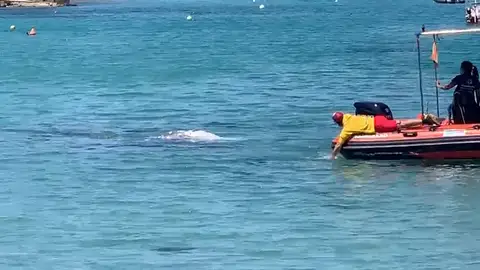 Avistan una ballena gris de cinco toneladas en Santa Ponça Avistan una ballena gris de cinco toneladas en Santa Ponça