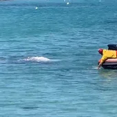 Avistan una ballena gris de cinco toneladas en Santa Ponça Avistan una ballena gris de cinco toneladas en Santa Ponça