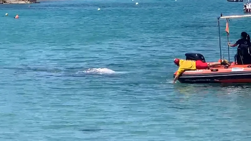 Avistan una ballena gris de cinco toneladas en Santa Pon&ccedil;a