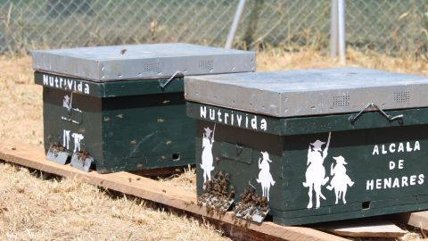 Colmenas de abejas en la Isla del Colegio de Alcal&aacute; de Henares
