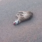 Lince atropellado recientemente en la provincia de Ciudad Real Lince atropellado recientemente en la provincia de Ciudad Real
