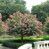 Una especie de árbol de Júpiter