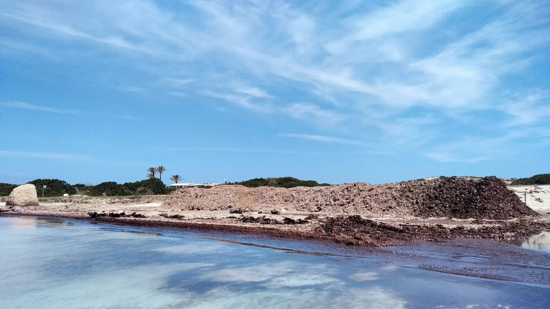  El Consell de Formentera ofrece la posidonia retirada de las playas para su uso tradicional