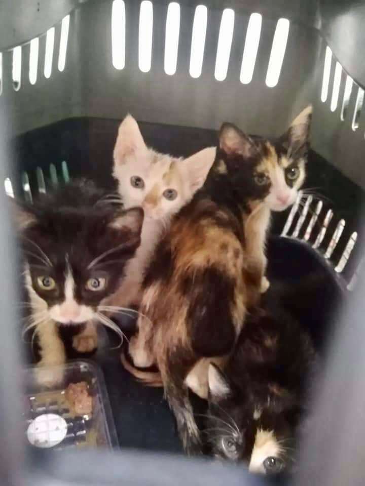 Continúa la búsqueda de la persona que abandonó en Alicante una maleta precintada con cachorros de gato en su interior Continúa la búsqueda de la persona que abandonó en Alicante una maleta precintada con cachorros de gato en su interior