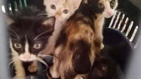 Gatitos abandonados