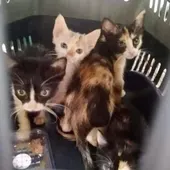 Gatitos abandonados Gatitos abandonados