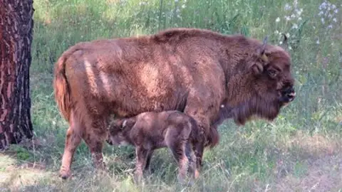 Naceel primer bisonte europeo andaluz en la Sierra de Andujar, Jaén Naceel primer bisonte europeo andaluz en la Sierra de Andujar, Jaén