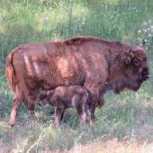 Naceel primer bisonte europeo andaluz en la Sierra de Andujar, Jaén