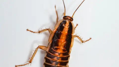 Cómo eliminar las cucarachas y evitar que vuelvan Cómo eliminar las cucarachas y evitar que vuelvan