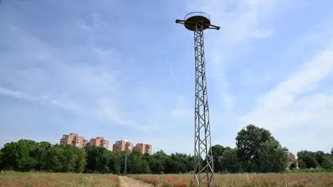 Base para nidos de cigüeñas en la Isla del Colegio de Alcalá de Henares Base para nidos de cigüeñas en la Isla del Colegio de Alcalá de Henares