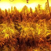 La Policía Nacional desmantela una vivienda unifamiliar de Churriana dedicada al cultivo intensivo de marihuana