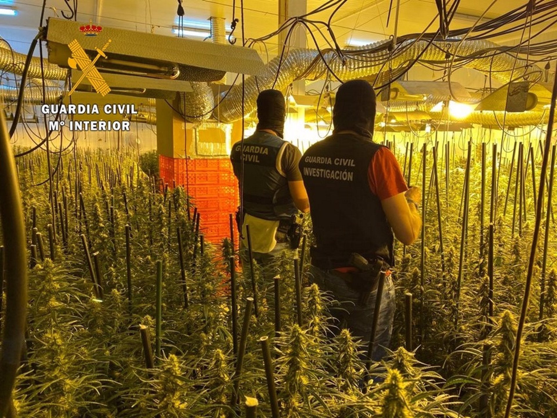 Detenidos cinco miembros de un grupo responsable de dos plantaciones de marihuana en Badajoz y La Codosera Detenidos cinco miembros de un grupo responsable de dos plantaciones de marihuana en Badajoz y La Codosera