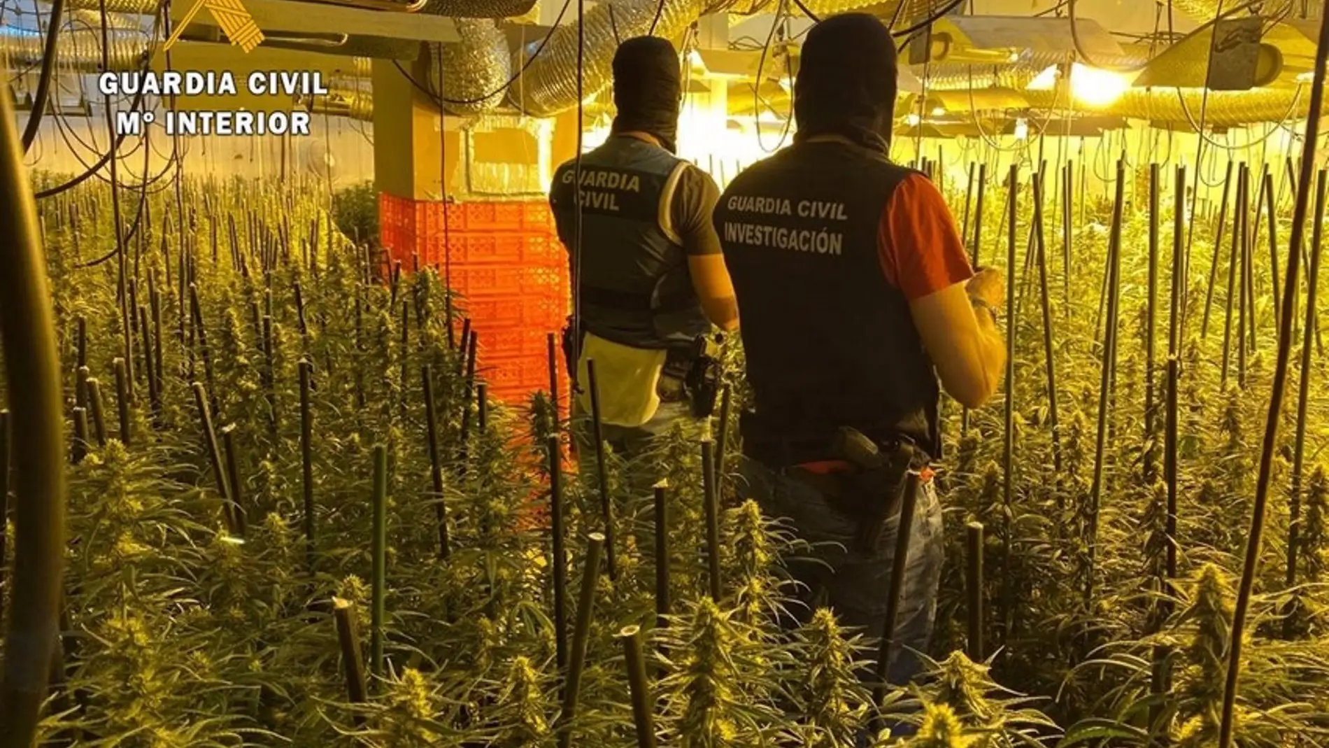 Detenidos cinco miembros de un grupo responsable de dos plantaciones de marihuana en Badajoz y La Codosera