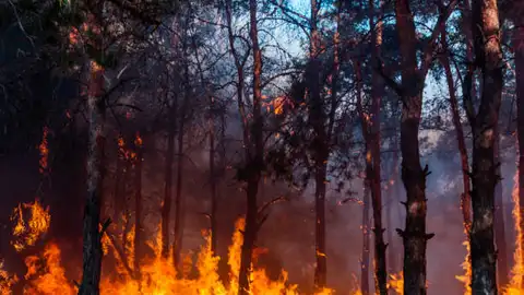 Incendio Forestal La Brújula de Galicia