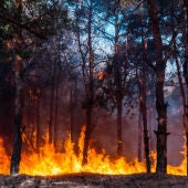 Incendio Forestal
