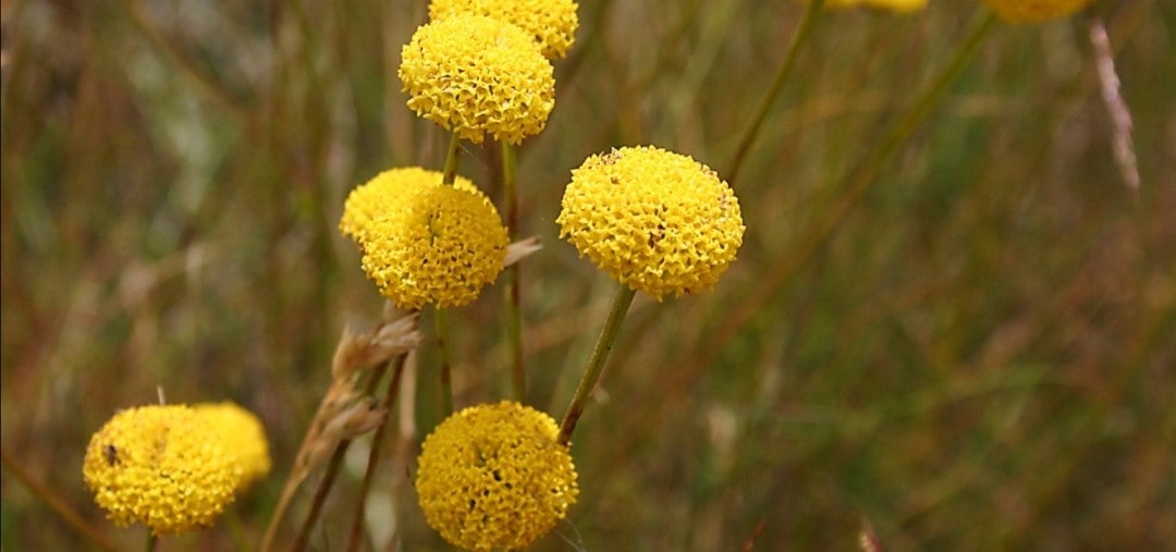 La A54 amenaza una especie única la "Santolina melidensis" La A54 amenaza una especie única la "Santolina melidensis"