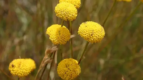 Santolina Melidensis Planeta Verde