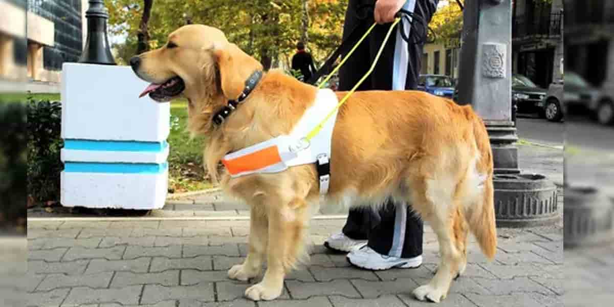 Ángel Osuna, adiestrador canino, nos cuenta como se realiza la formación de estos perros Ángel Osuna, adiestrador canino, nos cuenta como se realiza la formación de estos perros