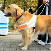 Ángel Osuna, adiestrador canino, nos cuenta como se realiza la formación de estos perros 