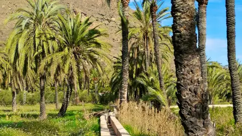 Dámaso Aparicio, edil de medio ambiente, nos habla de las actividades que van a tener lugar y de los proyectos para el palmeral palmeral