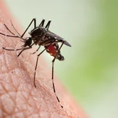 Mosquito Mosquito