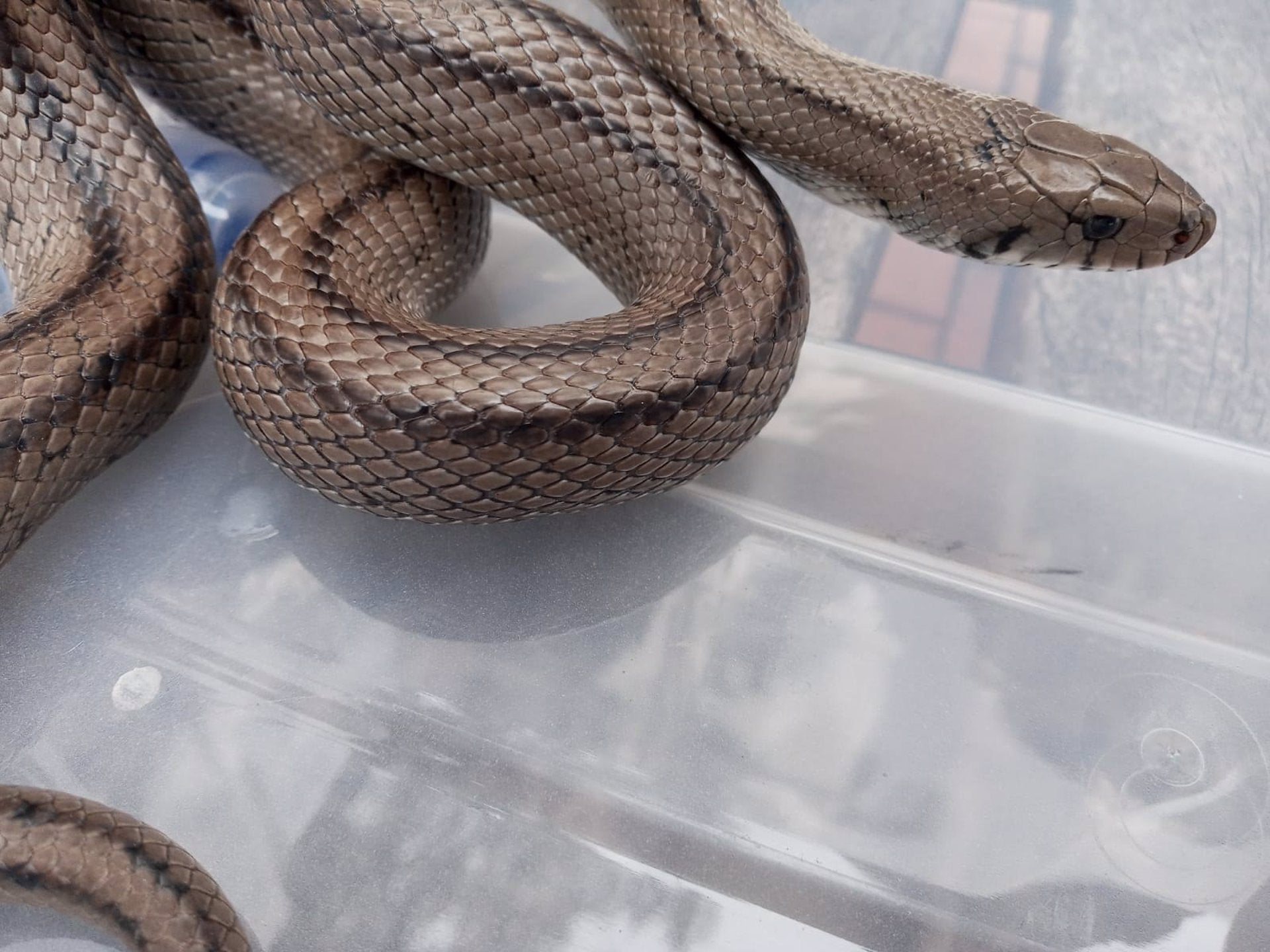 Localizada en el Punto Limpio de Emulsa en Roces una culebra poco común en Asturias Localizada en el Punto Limpio de Emulsa en Roces una culebra poco común en Asturias