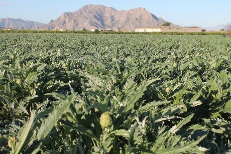 Rojales celebrará este fin de semana el Día Mundial del Medioambiente de manera muy especial Rojales celebrará este fin de semana el Día Mundial del Medioambiente de manera muy especial