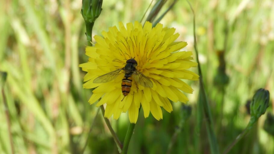 Mosca polinizadora, s&iacute;rfido