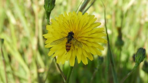 Mosca polinizadora, s&iacute;rfido