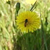 Mosca polinizadora, sírfido Mosca polinizadora, sírfido