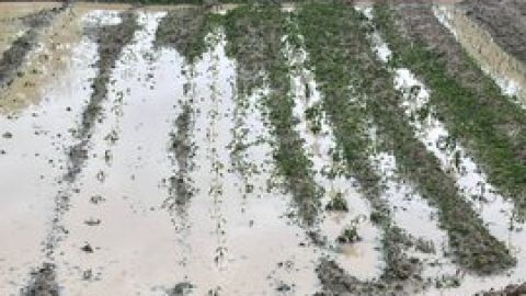 Granizada en Rioja Alavesa