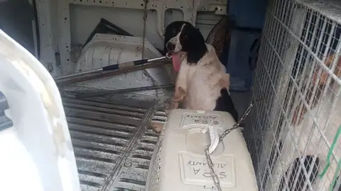 Maltrato animal Maltrato animal