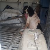 Maltrato animal