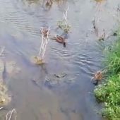 Algunas familias de patos que han nidificado esta primavera en el río Guadalmedina