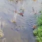 Algunas familias de patos que han nidificado esta primavera en el río Guadalmedina Algunas familias de patos que han nidificado esta primavera en el río Guadalmedina