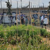 El huerto urbano que gestiona esta asociación, en Cádiz El huerto urbano que gestiona esta asociación, en Cádiz