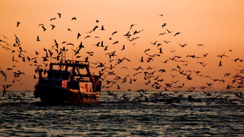 Barco pesquero