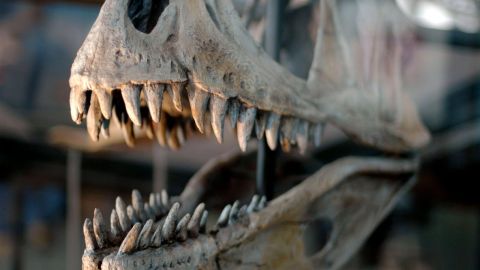 Quin impacte va tenir en la societat de l'&egrave;poca el descobriment dels dinosaures? 