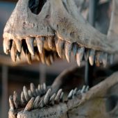 Quin impacte va tenir en la societat de l'època el descobriment dels dinosaures? 
