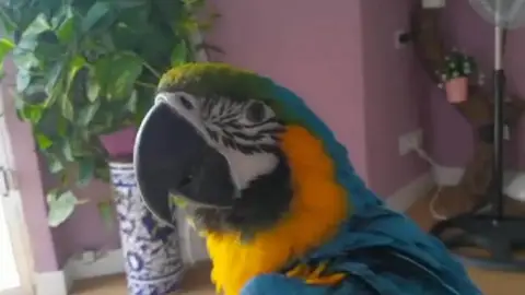 El guacamayo robado de nombre Paco El guacamayo robado de nombre Paco