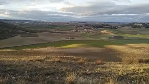 La Fundación Reanult planta un bosque en Palencia para contribuir a la reducción de la huella de carbono Medio ambiente