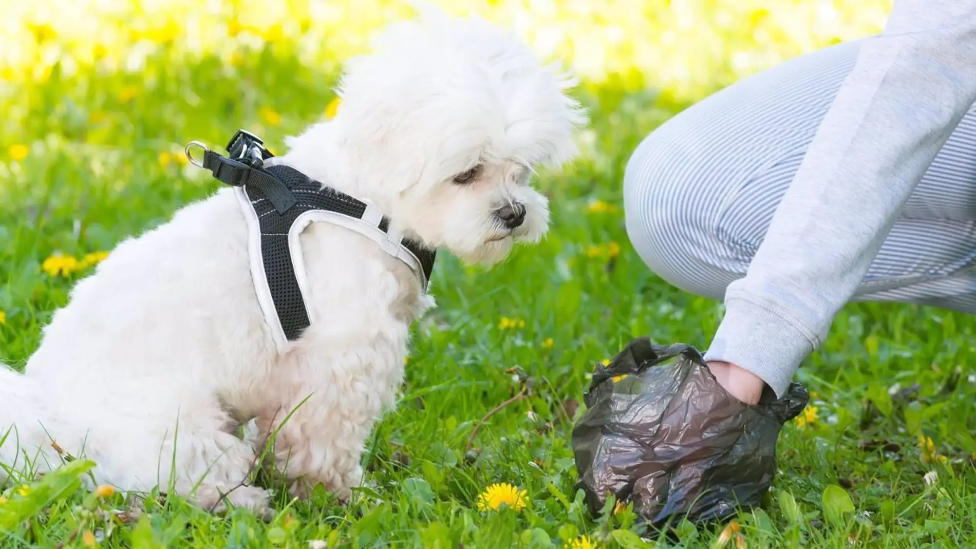 Ciudad Real suspende a la hora de combatir excrementos caninos en sus calles