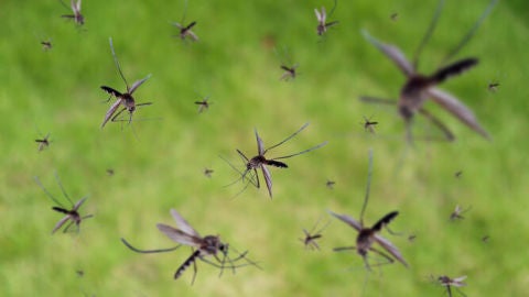mosquitos