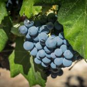 Día de la Rioja 2021: ¿por qué es festivo hoy 9 de junio?
