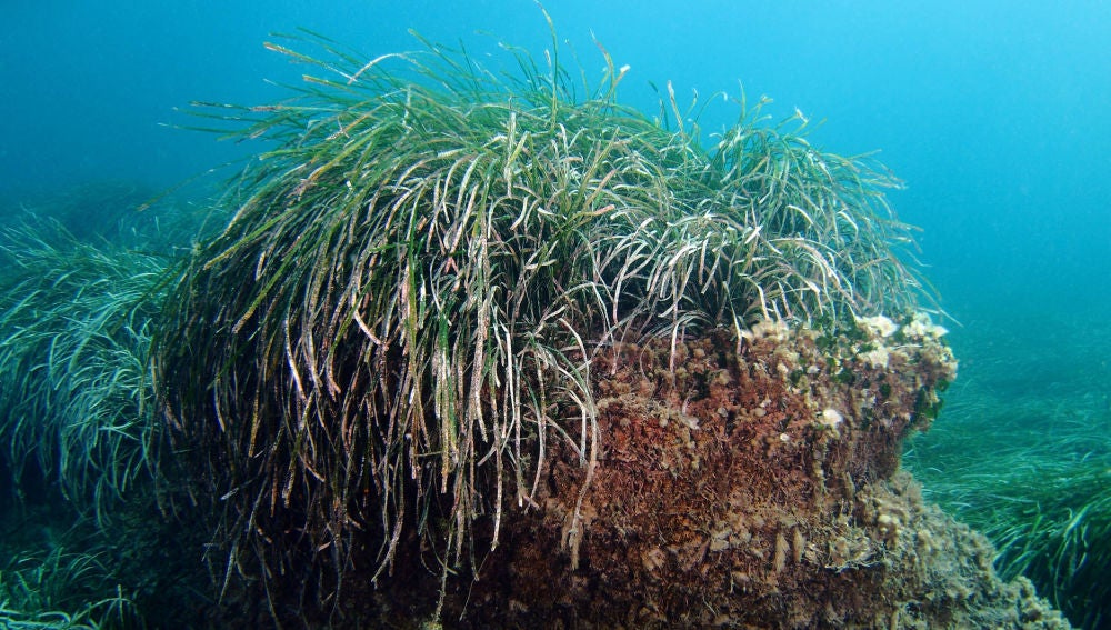 Posidonea Oceánica en aguas del Mediterráneo 